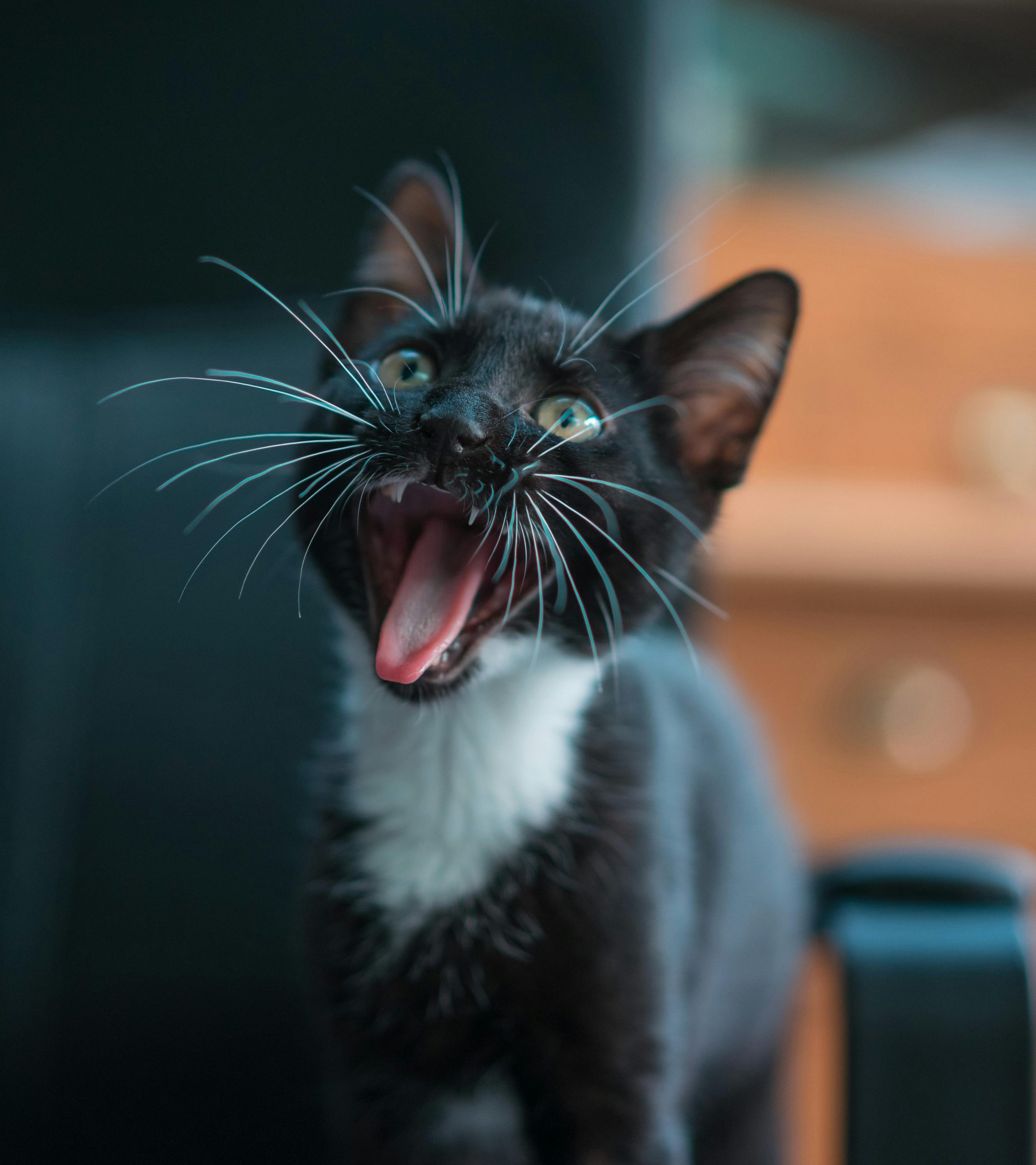 Close-up of a cute black kitten with its tongue out, showcasing its playful and curious nature.