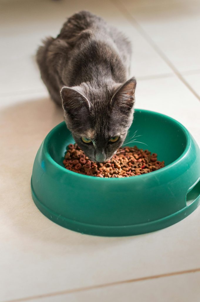A gray cat eating from a green bowl indoors in a bright setting.